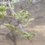 Acacia tortilis Blad