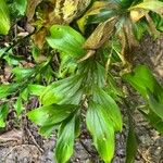 Ruscus hypoglossum Blad