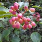 Viburnum nudum Fruto