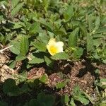 Sida spinosa Λουλούδι
