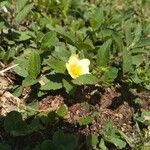 Sida spinosa Flower