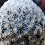 Mammillaria sanchez-mejoradae Yaprak