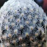 Mammillaria sanchez-mejoradaeপাতা