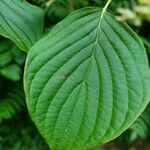 Cornus rugosa Feuille