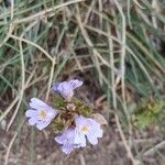 Euphrasia alpina花