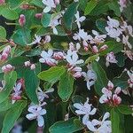 Lonicera tatarica 花