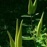 Asclepias curassavica Fruit