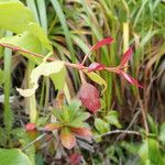 Syzygium wrightii Hoja