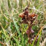 Pedicularis pyrenaica Flower