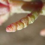 Salicornia europaea Bark