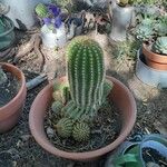 Echinopsis schickendantzii Corteza