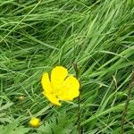 Ranunculus acrisFlower