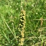 Rumex aquitanicus Flower