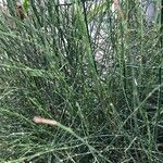 Equisetum ramosissimum Hostoa