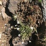Cerastium soleirolii Fleur