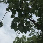 Populus x canadensis Blad