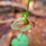 Stigmatodactylus grandiflorus Flower