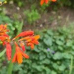 Crocosmia x crocosmiiflora Flor