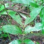 Talisia macrophylla Blad