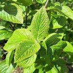 Viburnum lantana Ліст