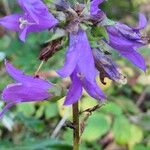 Campanula tracheliumBlüte