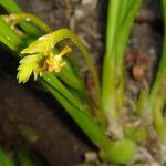 Liparis gibbosa Flower