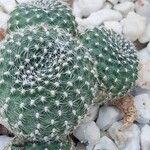 Rebutia minuscula Leaf
