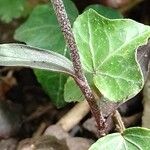 Epipactis microphylla Kabuk