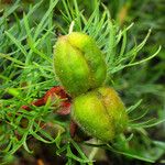 Paeonia tenuifolia Frucht