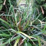 Carex brachystachys 叶