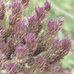 Verbena brasiliensis Flower