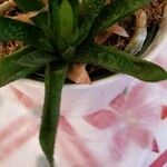 Gasteria carinata Лист