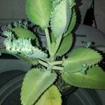 Kalanchoe ceratophylla Ліст