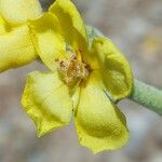 Verbascum pulverulentum Flor