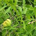 Vicia tetrasperma Flower