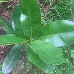 Calophyllum calaba برگ