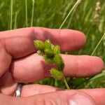 Carex tribuloides Fruto