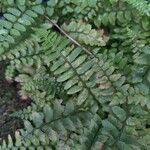 Polystichum lonchitis Folio