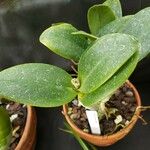 Cattleya spp. Leaf