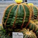 Parodia magnifica Ліст