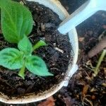 Capsicum pubescens Leaf