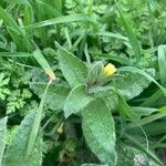 Nonea lutea Leaf