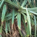 Pandanus furcatus Foglia