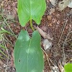 Siphonochilus aethiopicus Φύλλο