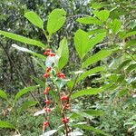Solanum pittosporifolium Fruit