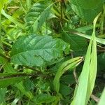 Cephalanthus occidentalis Leaf