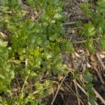 Apium graveolens Leaf