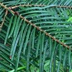 Abies grandis Ravina