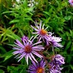 Symphyotrichum novae-angliaeKvet