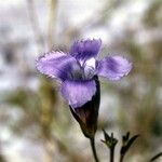 Gentianopsis crinita Квітка